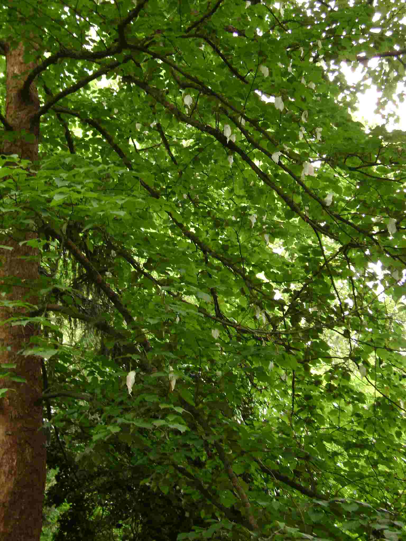 im Geh&ouml;lzgarten Ripshorst